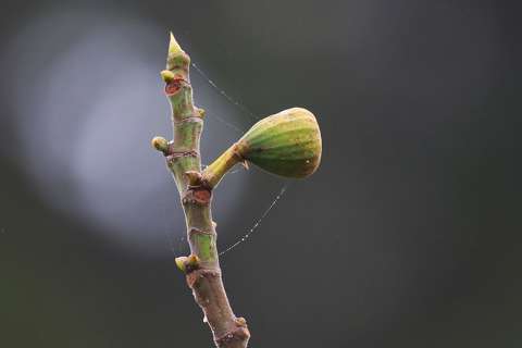 Decemberi ködos-párás időben egy füge.