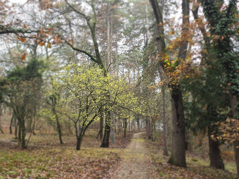 Decemberi csendélet