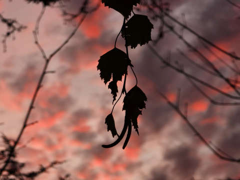 Felhők a naplementében