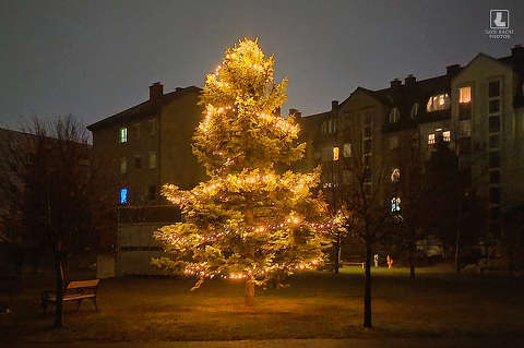 mindenki karácsonyfája, Balatonalmádi, Budatava Park