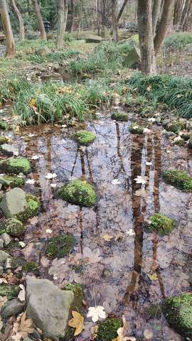 tó, fa, tükröződés, kövek, falevél, tél