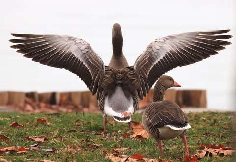 Gyönyörű vadludak Balatonfűzfőn.