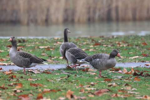 Vadludak gyülekezője.