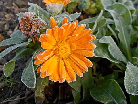 körömvirág vadvirág zúzmara