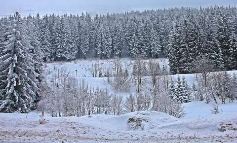 címlapfotó erdő fenyő tél