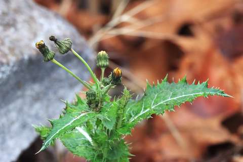 Decemberi színpompában.
