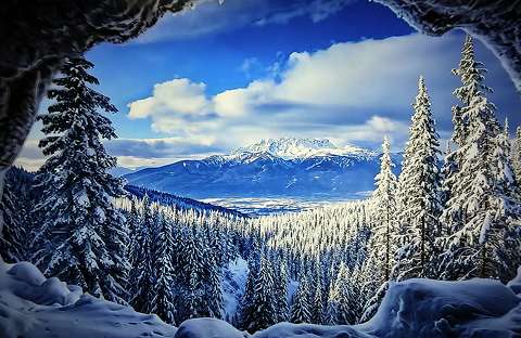 erdő fenyő hegy tél