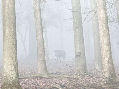 Köd előttem, köd mögöttem, és vaddisznó a Gemenci erdőben