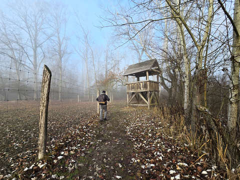 Köd előttem, köd mögöttem, a Gemenci erdőben