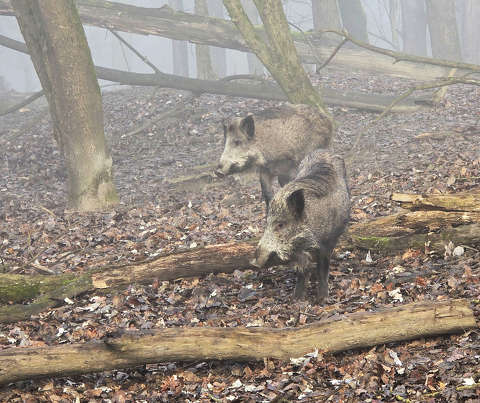 Köd és vaddisznó a Gemenci erdőben