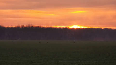 Köd, felkelő Nap, menekülő őzek
