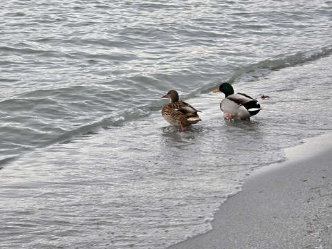 Balatonalmádi strandolók 2026.01.01.