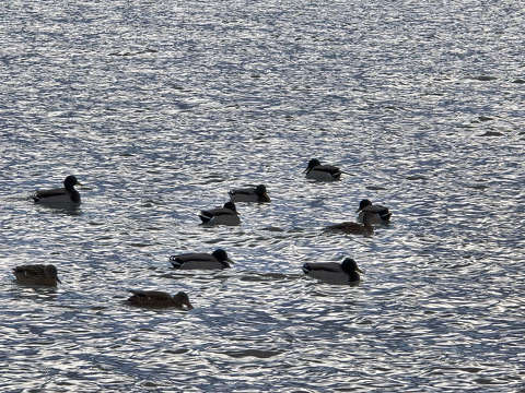 Balatonalmádi 2026.01.01.