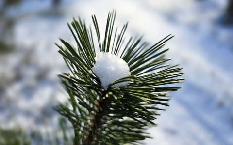 Hópamacs az örökzöldön