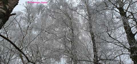 Arbres enneigés
