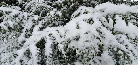 Sapin enneigé
