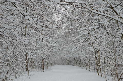 Hó, téli erdő, fagy
