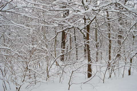 Hó, erdő, fagy, január