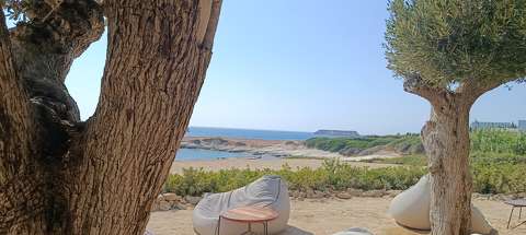 Ciprus-Paphos- Olive tree beach