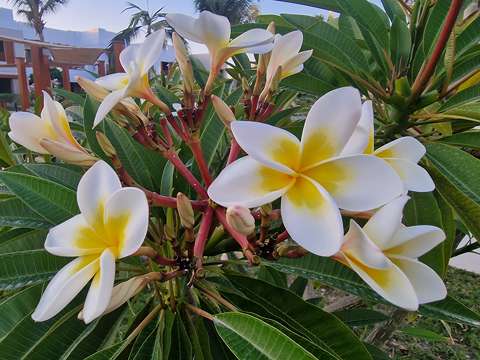 címlapfotó pluméria trópusi virág