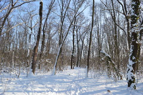 Téli erdő, napsütés, havas táj