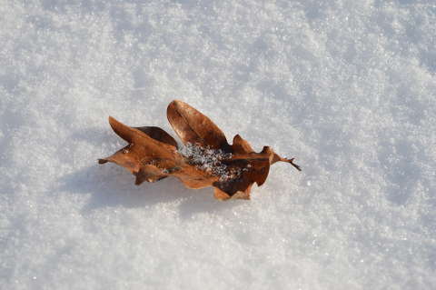 Hó, fagy, falevél, január