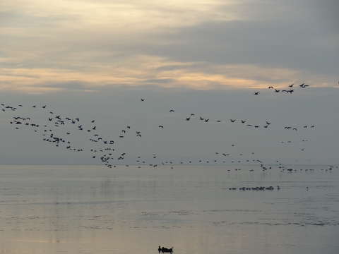 Balatonalmádi, téli kép