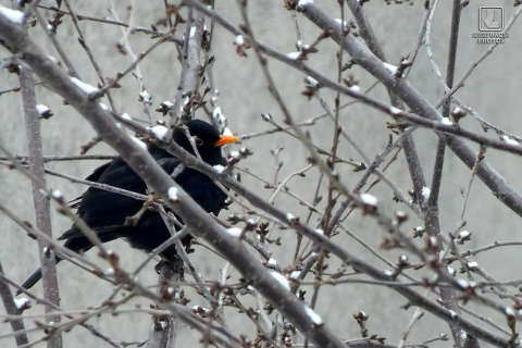 tél, feketerigó, madár, rigó