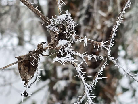 A tél szépsége, zúzmara
