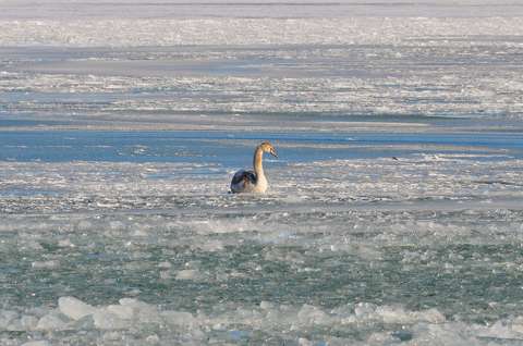 balaton hattyú jég magyarország