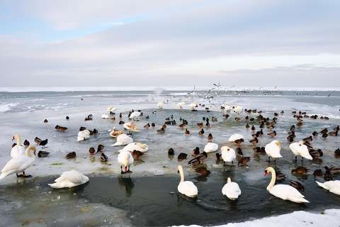 balaton címlapfotó hattyú jég