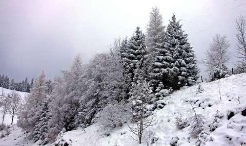 fenyő tél örökzöld