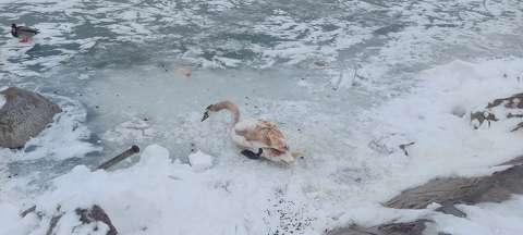 Alsóörs, tél, hattyú