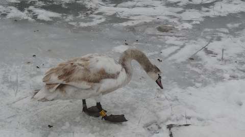 Alsóörs, tél, hattyú