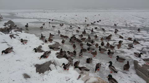 Vízimadarak Alsóörsön, Balaton télen.