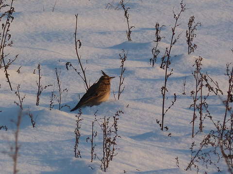 Vajon van-e itt egy kis csipegetnivaló?