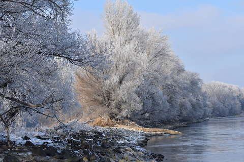 Zúzmarás fák a Duna folyó partján