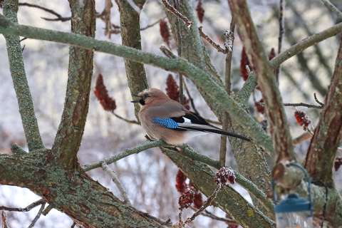 Mátyás madár a jeges-deres időben.