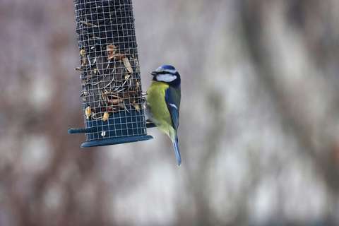 Jöttem egy kicsit csemegézni ebben a hidegben. Kékcinege