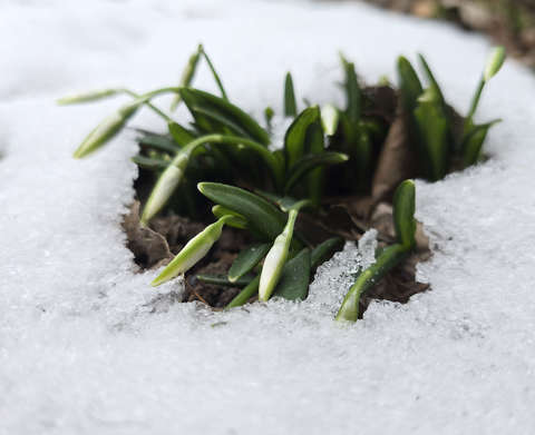 A hóvirág dacol az időjárással