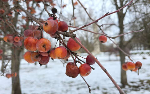 Baja, Déri kert, díszalma