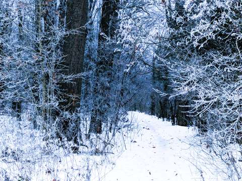 címlapfotó erdő tél út