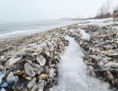 Balatonkenese, Balaton, kagyló