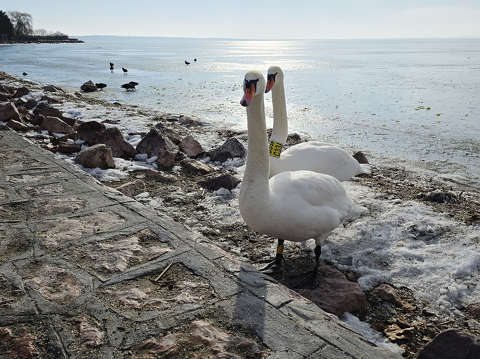 Balatonkenese, Balaton, jég