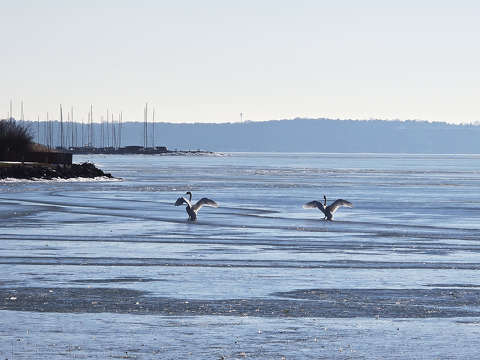 Balaton, hattyú - landolás a jégen