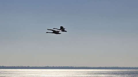 Balaton és hattyúk a Nap fényében