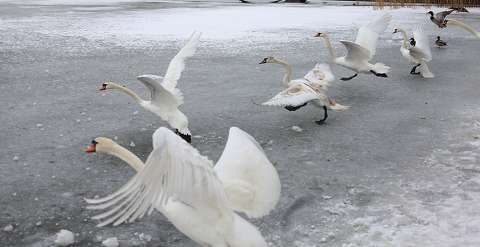hattyú jég tél vizimadár