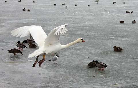 hattyú jég kacsa tél