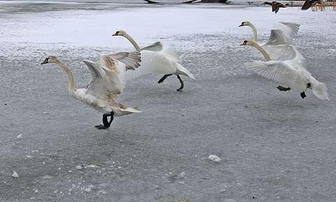 hattyú jég tél vizimadár