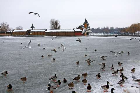 balaton jég kacsa keszthely
